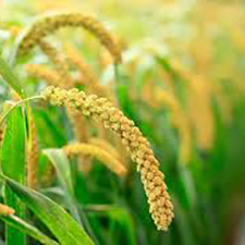 Millet