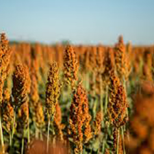 Sorghum
