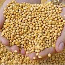 Soybeans