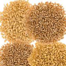 Wheat